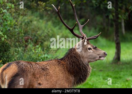 Cerf avec de grands bois paître dans une forêt dans les Highlands écossais Banque D'Images