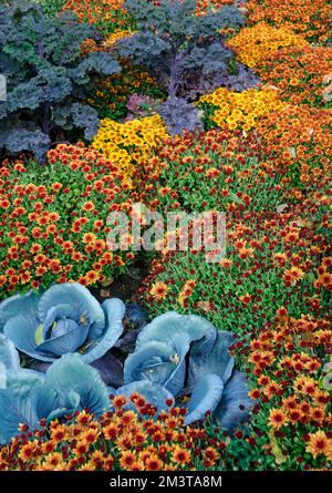 Les mums et autres plantes colorent les jardins d'automne du parc Cantigny, dans le comté de DuPage, Illinois Banque D'Images