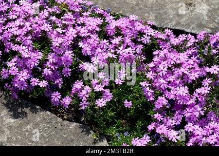 Croissance, Phlox, jardin, bord, rampant, Plante, Blooming, Creeper Banque D'Images