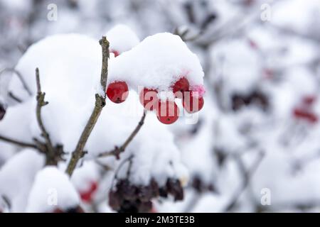 Le viburnum rouge est recouvert de neige Banque D'Images