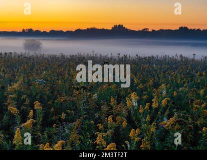 Le soleil se lève au-dessus de la réserve forestière de Springbrook Prairie Forest dans le comté de DuPage, Illinois Banque D'Images