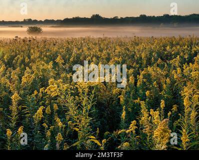 La brume matinale commence à se dégager au lever du soleil, mais elle est suspendue au-dessus d'un champ de verge de fleurs au début de l'automne à la réserve forestière de Springbrook Prairie Forest Preserve à DuPage Count Banque D'Images