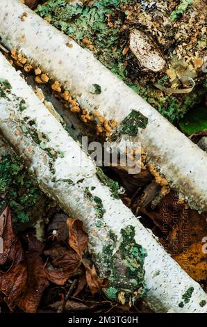 Des bûches de bouleau se trouvent sur le plancher de la forêt, Newport State Park, Door County, Wisconsin Banque D'Images