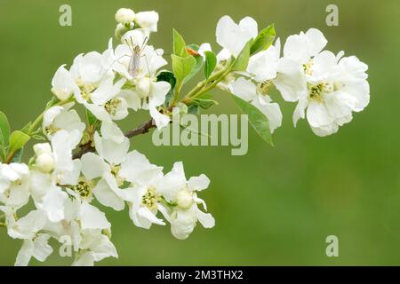 Perles communes,Exochorda,Exochorda matrantha,Exochorda racemosa,Exochorda korolkowii,Exochorda grandiflora,Exochorda Snow Day surprise,Flower,White Banque D'Images