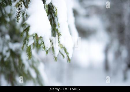 Scène d'hiver en Europe du Nord avec de beaux épinettes couvertes de neige. Banque D'Images