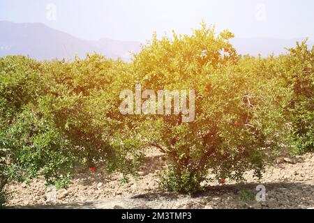 Grenades mûres saines et délicieuses. Bel été avec arbres fruitiers. Rangée d'arbres de grenade avec des fruits mûrs sur des branches vertes Banque D'Images