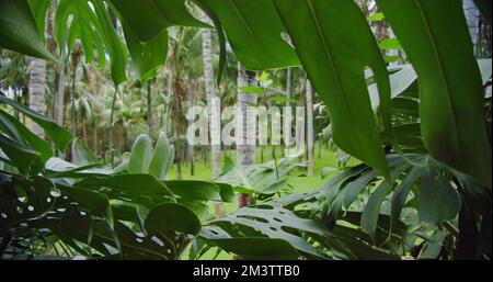 Magnifique forêt de jungle grove avec palmiers verts. Journée tropicale ensoleillée. Lumière du soleil. Rayons du soleil. Vue de sous Monstera Deliciosa. Banque D'Images