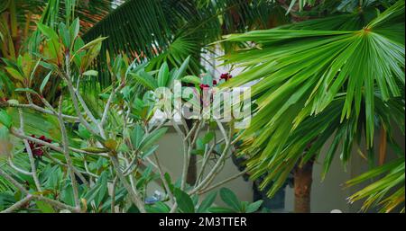 Jardinage avec des palmiers et des arbres de plumeria plantes dans la cour de la maison avec des espaces verts tropicaux. Sécheresse. Point de pression statique. Banque D'Images