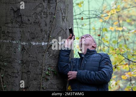 Hameln, Allemagne. 17th novembre 2022. Rainer Marcek, superviseur régional de la chauve-souris de l'Agence d'État de Basse-Saxe pour la gestion de l'eau, la protection côtière et la conservation de la nature (NLWKN), vérifie une boîte à rôtis de chauve-souris avec une lampe de poche. L'expert de la chauve-souris observe un déclin de la population de la Weserbergland. (À dpa 'Comment les éoliennes pourraient devenir plus sûres pour les chauves-souris') Credit: Swen Pförtner/dpa/Alay Live News Banque D'Images