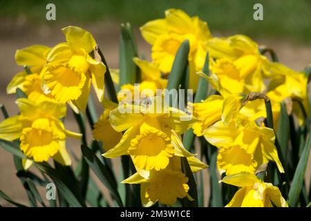 Plantes à couper, fleurs, jardin, Hardy, jonquilles, Narcisse, printemps, plantes, floraison, Daffodil jaune 'Dutch Master' Banque D'Images