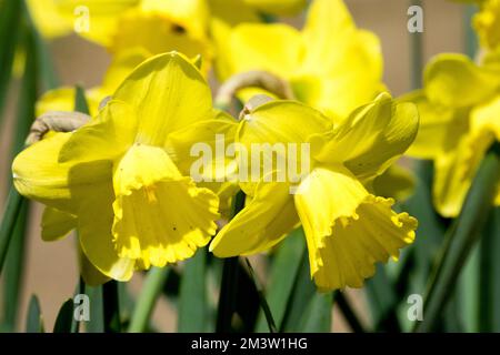 Jonquilles Narcisse 'Daydream', printemps, jonquille jaune, trompette Daffodil, fleurs vibrantes dans le jardin Banque D'Images