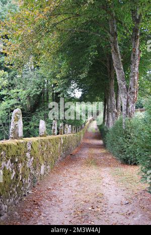 Plan vertical d'un sentier avec des feuilles d'automne tombées, ancienne clôture à gauche et recouverte de végétation à Pazo de Oca, Une Estrada, Galice, Espagne Banque D'Images