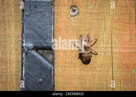 Exosquelette d'insecte sur une clôture en bois. Vue macro des exuviae d'un Cicada avec espace de copie. Banque D'Images