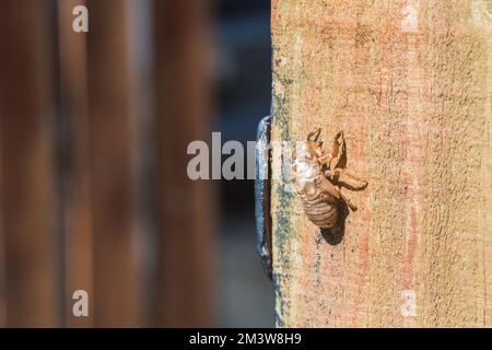 Exosquelette d'insecte sur une clôture en bois. Vue macro des exuviae d'un Cicada avec espace de copie. Banque D'Images