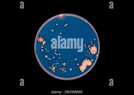 Bactéries cultivées sur une boîte de Pétri Banque D'Images