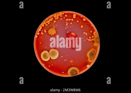 Bactéries cultivées sur une boîte de Pétri Banque D'Images