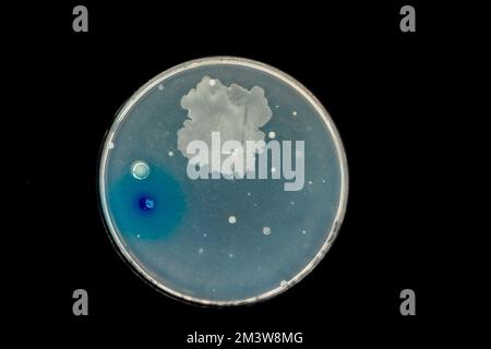 Bactéries cultivées sur une boîte de Pétri Banque D'Images