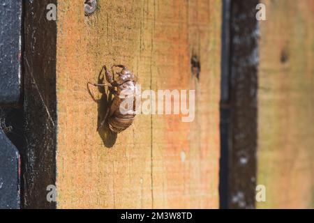 Exosquelette d'insecte sur une clôture en bois. Vue macro des exuviae d'un Cicada avec espace de copie. Banque D'Images