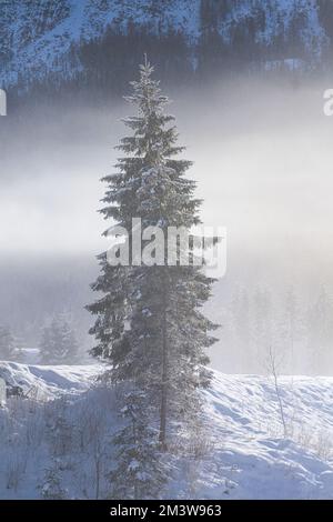 Pins dans la neige dans un paysage alpin avec brouillard le matin Banque D'Images