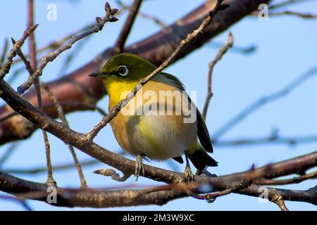 Un oiseau blanc japonais également connu sous le nom d'oeil blanc de verrue perçant sur une branche d'un arbre de fleur de cerisier Banque D'Images