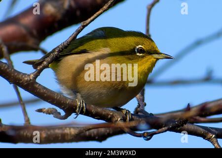 Un oiseau blanc japonais également connu sous le nom d'oeil blanc de verrue perçant sur une branche d'un arbre de fleur de cerisier Banque D'Images