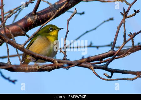 Un oiseau blanc japonais également connu sous le nom d'oeil blanc de verrue perçant sur une branche d'un arbre de fleur de cerisier Banque D'Images