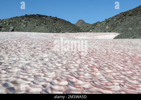 Neige rose dans les montagnes de l'Oural polaire. YaNAO, Russie Banque D'Images