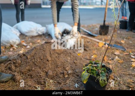 reboisement ou volontaires mains dans des gants de plantation de nouvel arbre dans le parc de la ville Banque D'Images