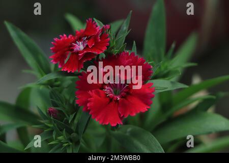 Dianthus barbatus 'Rockin Red', gros plan d'une fleur vive et d'un arrière-plan flou Banque D'Images