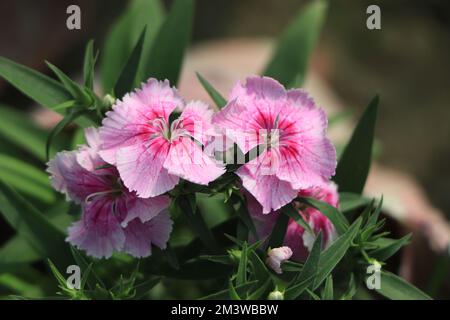 branche de fleur de baiser rose vif de dianthus Banque D'Images