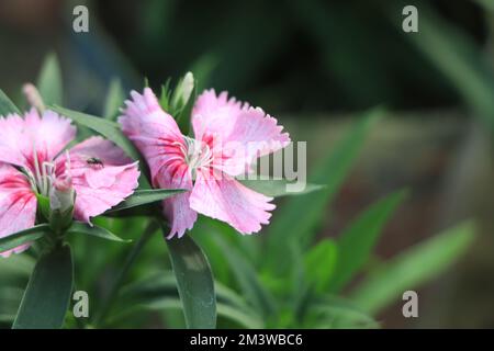 Rose Dianthus gratianopolitanus Cheddar - Somerset fllower Rare Banque D'Images