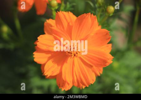 De belles fleurs de cosmos jaune foncé sur un fond de fleurs de cosmos jaunes. Banque D'Images