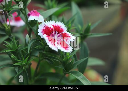 La nation turque s'épanouit sur un lit de près. La nation turque rouge avec blanc flou macro. Copier l'espace. Dianthus barbatus. Caryophyllac Banque D'Images