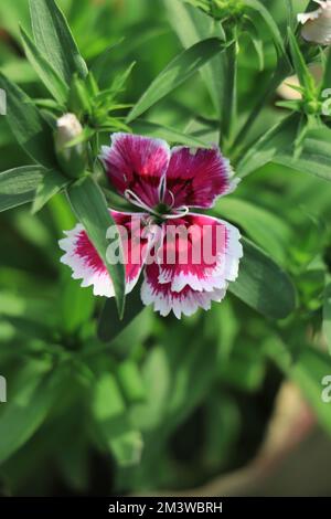 La nation turque s'épanouit sur un lit de près. La nation turque rouge avec blanc flou macro. Copier l'espace. Dianthus barbatus. Caryophyllac Banque D'Images