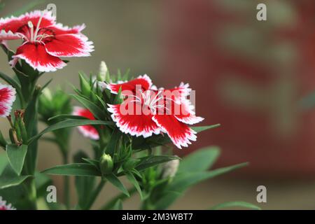 La nation turque s'épanouit sur un lit de près. La nation turque rouge avec blanc flou macro. Copier l'espace. Dianthus barbatus. Caryophyllac Banque D'Images