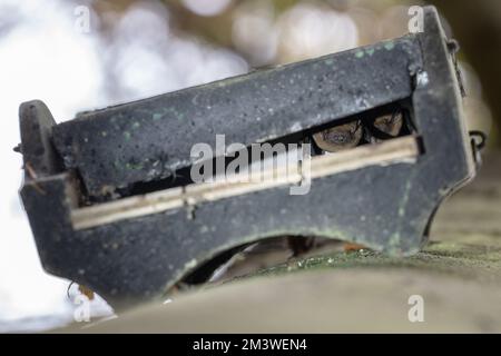 Hameln, Allemagne. 17th novembre 2022. Deux plus grandes chauves-souris du soir, une espèce de chauve-souris qui vit principalement dans les forêts, se sont rôdues dans une boîte de chauve-souris. L'expert de la chauve-souris observe un déclin de la population de la Weserbergland. (À dpa 'Comment les éoliennes pourraient devenir plus sûres pour les chauves-souris') Credit: Swen Pförtner/dpa/Alay Live News Banque D'Images