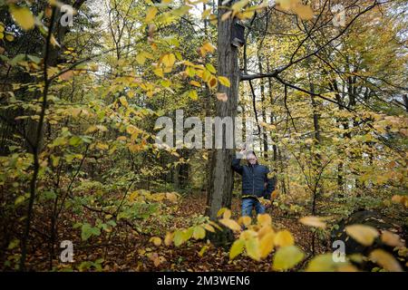 Hameln, Allemagne. 17th novembre 2022. Rainer Marcek, superviseur régional de la chauve-souris de l'Agence d'État de Basse-Saxe pour la gestion de l'eau, la protection côtière et la conservation de la nature (NLWKN), vérifie une boîte à rôtis de chauve-souris avec une lampe de poche. L'expert de la chauve-souris observe un déclin de la population de la Weserbergland. (À dpa 'Comment les éoliennes pourraient devenir plus sûres pour les chauves-souris') Credit: Swen Pförtner/dpa/Alay Live News Banque D'Images