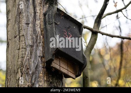 Hameln, Allemagne. 17th novembre 2022. Une boîte de rôtage de chauve-souris est fixée à un arbre. L'expert de la chauve-souris observe un déclin de la population de la Weserbergland. (À dpa 'Comment les éoliennes pourraient devenir plus sûres pour les chauves-souris') Credit: Swen Pförtner/dpa/Alay Live News Banque D'Images