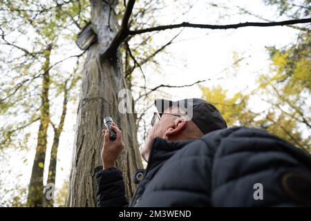 Hameln, Allemagne. 17th novembre 2022. Rainer Marcek, superviseur régional de la chauve-souris de l'Agence d'État de Basse-Saxe pour la gestion de l'eau, la protection côtière et la conservation de la nature (NLWKN), vérifie une boîte à rôtis de chauve-souris avec une lampe de poche. L'expert de la chauve-souris observe un déclin de la population de la Weserbergland. (À dpa 'Comment les éoliennes pourraient devenir plus sûres pour les chauves-souris') Credit: Swen Pförtner/dpa/Alay Live News Banque D'Images