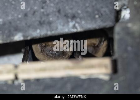 Hameln, Allemagne. 17th novembre 2022. Deux plus grandes chauves-souris du soir, une espèce de chauve-souris qui vit principalement dans les forêts, se sont rôdues dans une boîte de chauve-souris. L'expert de la chauve-souris observe un déclin de la population de la Weserbergland. (À dpa 'Comment les éoliennes pourraient devenir plus sûres pour les chauves-souris') Credit: Swen Pförtner/dpa/Alay Live News Banque D'Images