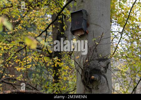 Hameln, Allemagne. 17th novembre 2022. Une boîte de rôtage de chauve-souris est fixée à un arbre. L'expert de la chauve-souris observe un déclin de la population de la Weserbergland. Credit: Swen Pförtner/dpa/Alay Live News Banque D'Images