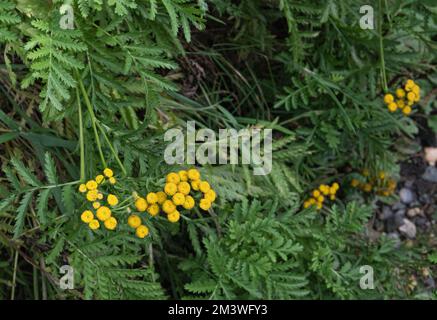 Tansy en fleurs sur le côté d'un chemin dans la forêt - Tanaceum vulgare Banque D'Images