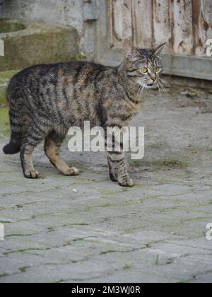 Curieux mignon chat drôle Banque D'Images