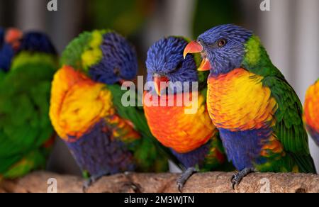 Gros plan d'un groupe de Lorikeets multicolores, dont un avec bec ouvert Banque D'Images