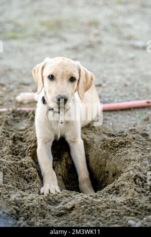 Photo verticale d'un adorable chiot du Labrador qui creuse un trou dans le sol et regarde la caméra Banque D'Images
