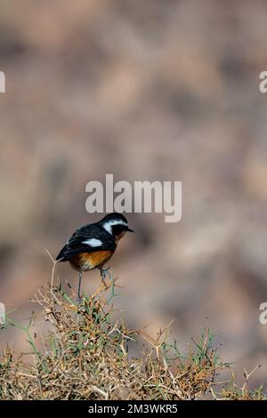 Le mâle redstart de Moussier, Phoenicurus moussieri, Maroc. Banque D'Images