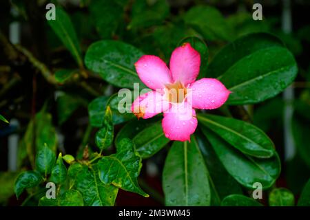 Plante indonésienne ornementale frangipani, rose adenium sur fond flou Banque D'Images