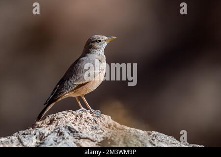 Larche du désert, Ammomanes déserti. Un oiseau commun du désert. Banque D'Images