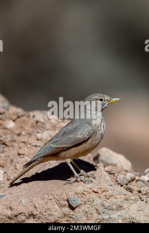 Larche du désert, Ammomanes déserti. Un oiseau commun du désert. Banque D'Images