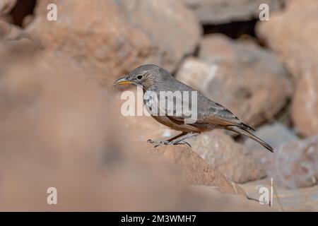 Larche du désert, Ammomanes déserti. Un oiseau commun du désert. Banque D'Images